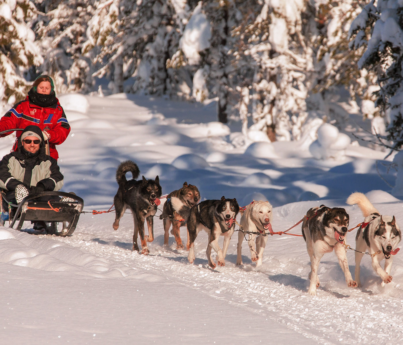 Husky Safari