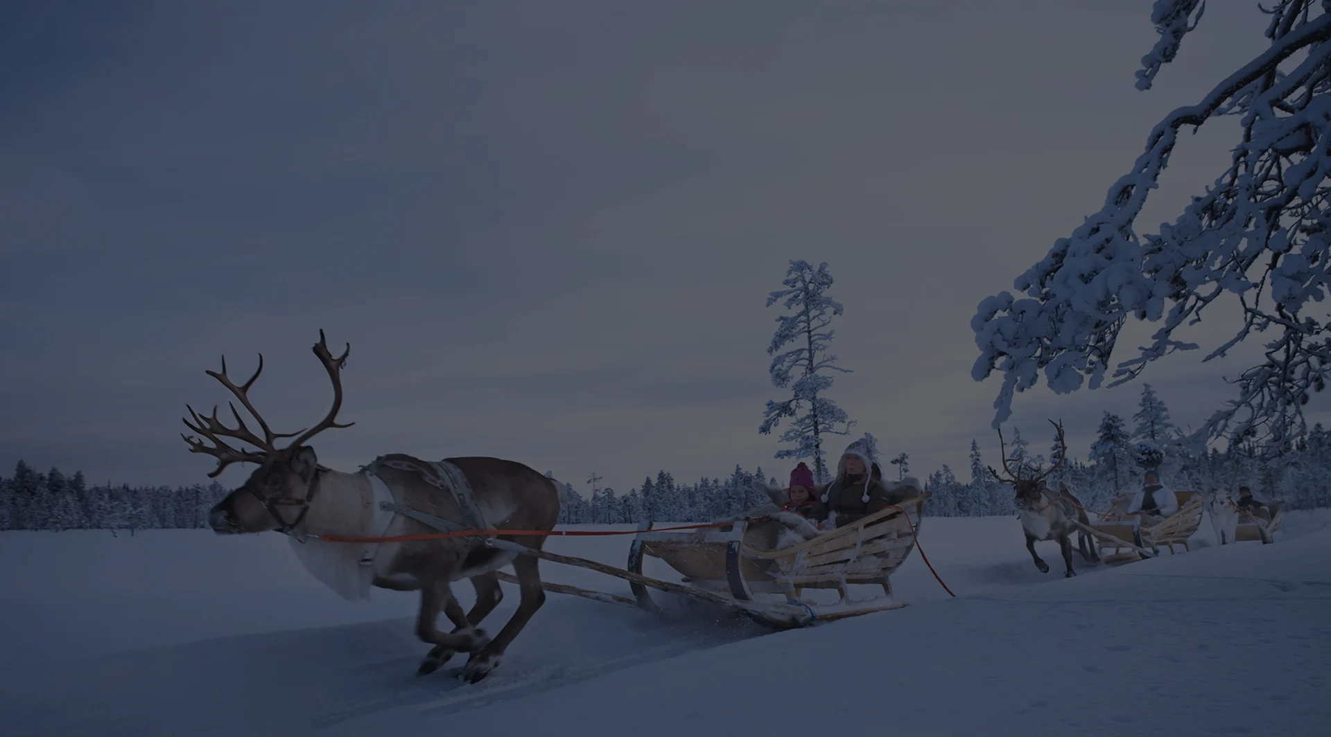 Reindeer Safari