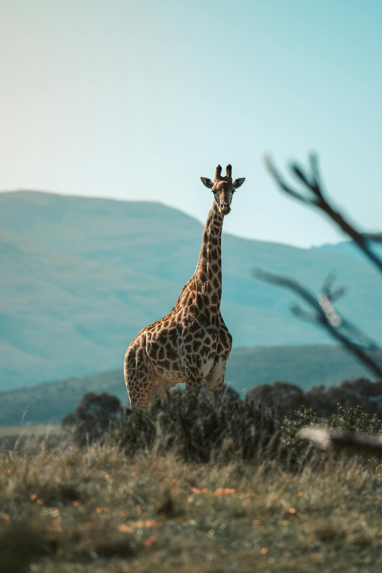 Tanzania