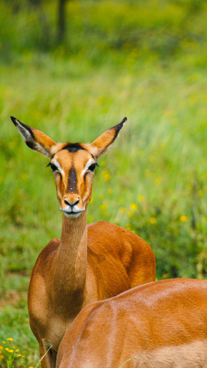 Tanzania