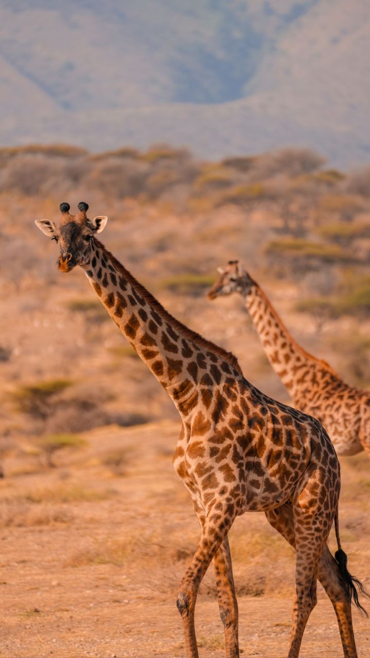 Tanzania